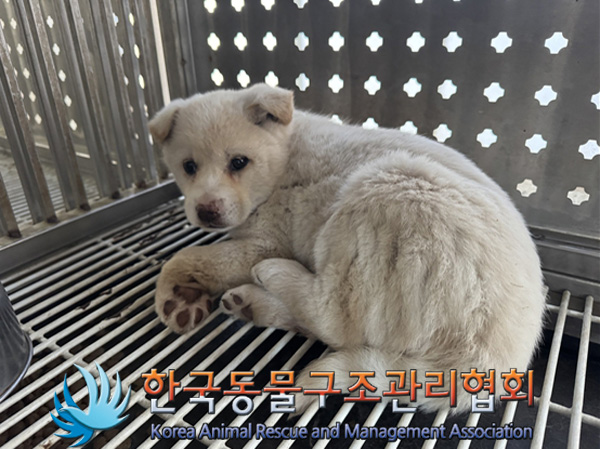 한국동물구조관리협회_441559202500060